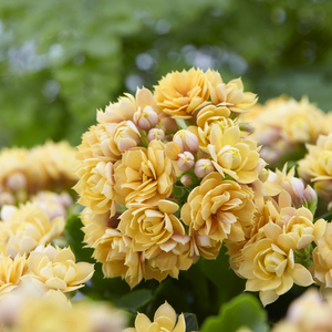 Serenity Apricot Flowers