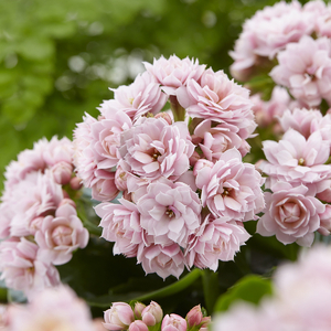 Serenity Apricot Flowers