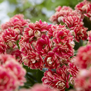 Serenity Red White Flowers